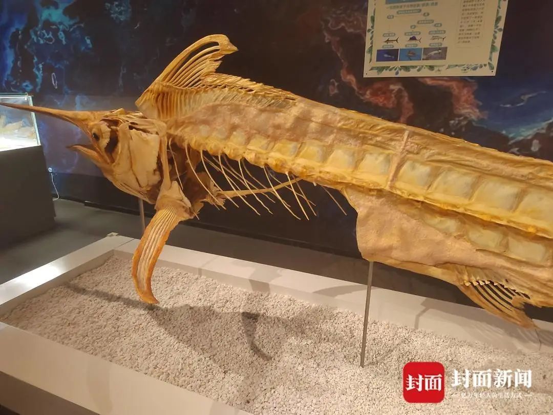 古生物标本被掰断“肋骨”！博物馆最新发声