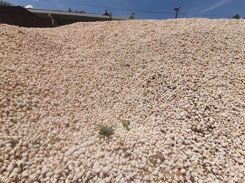 【1】古城村遗址内堆积的螺蛳壳。人民网 刘怡摄.jpg