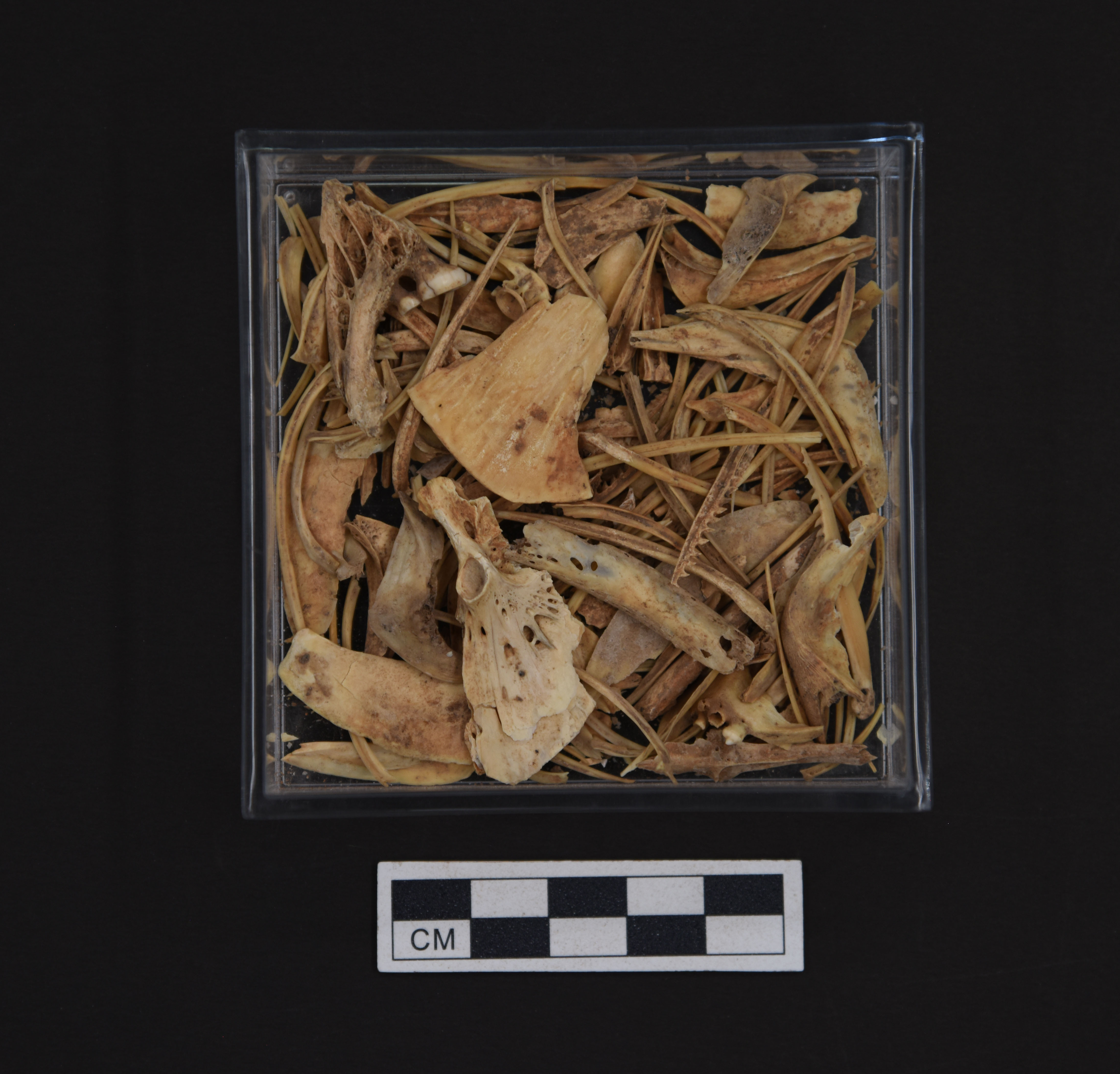 1693380589812298.jpg 【2】古城村遗址内出土的鱼骨。云南省文物考古研究所供图.jpg