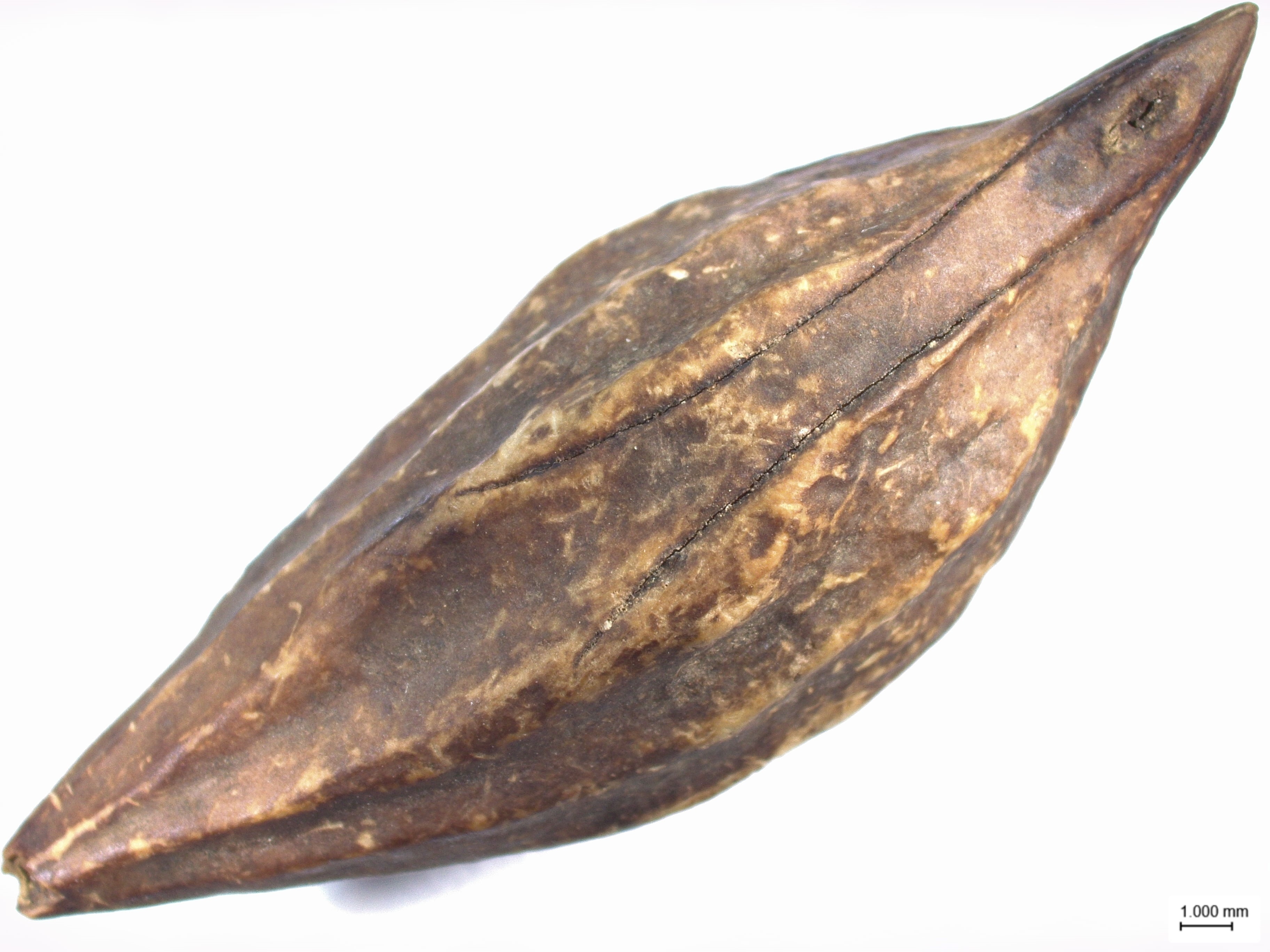 1693380652526496.jpg 【3】古城村遗址内出土的橄榄。云南省文物考古研究所供图.jpg