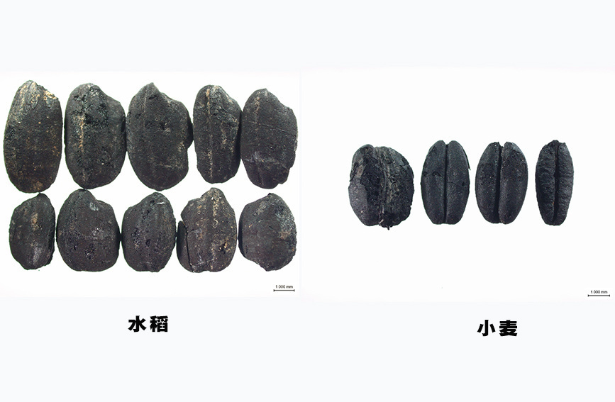1693380694532352.jpg 【4】古城村遗址内出土的水稻和小麦。云南省文物考古研究所供图.jpg