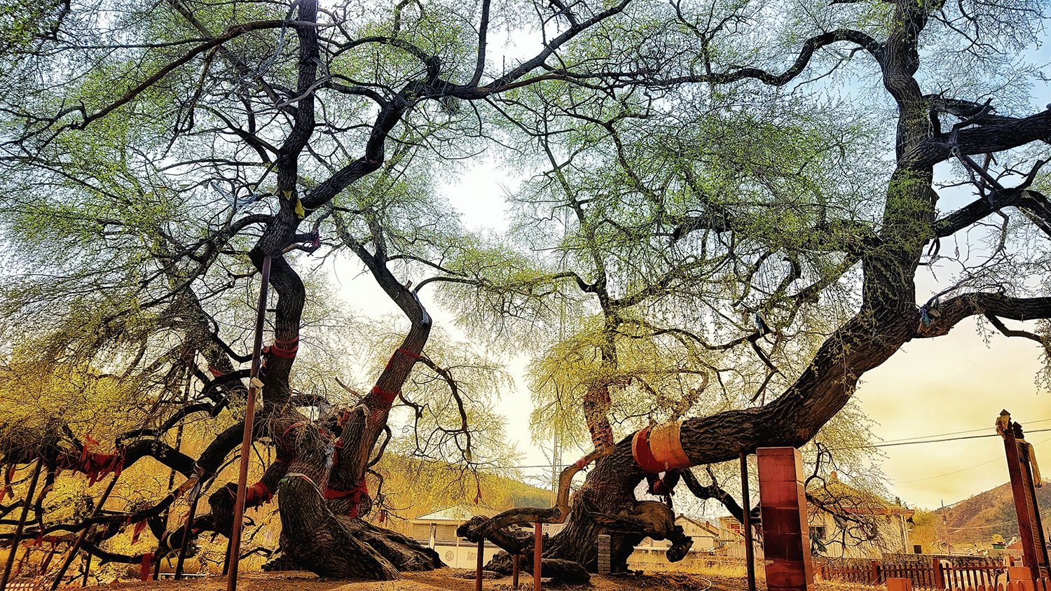 承德平泉九龙蟠杨 (组二)-姜宝.jpg?x-oss-process=style/w10