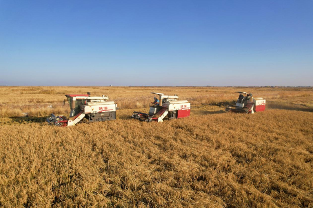 1699195690499803.gif image.gif