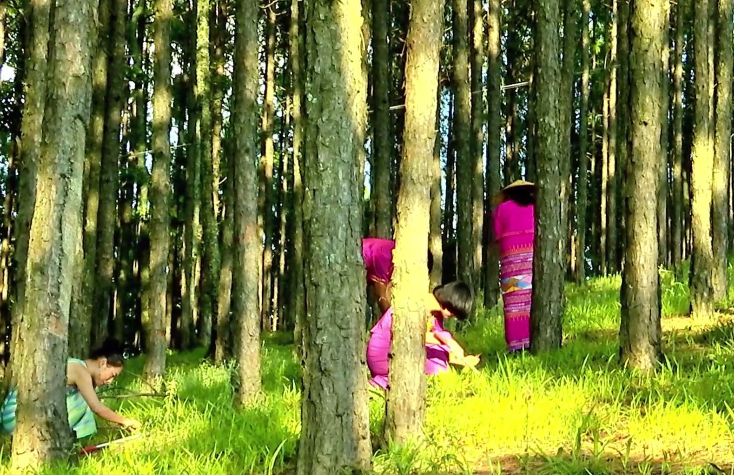 1699756633890469.jpg 松露3.JPG