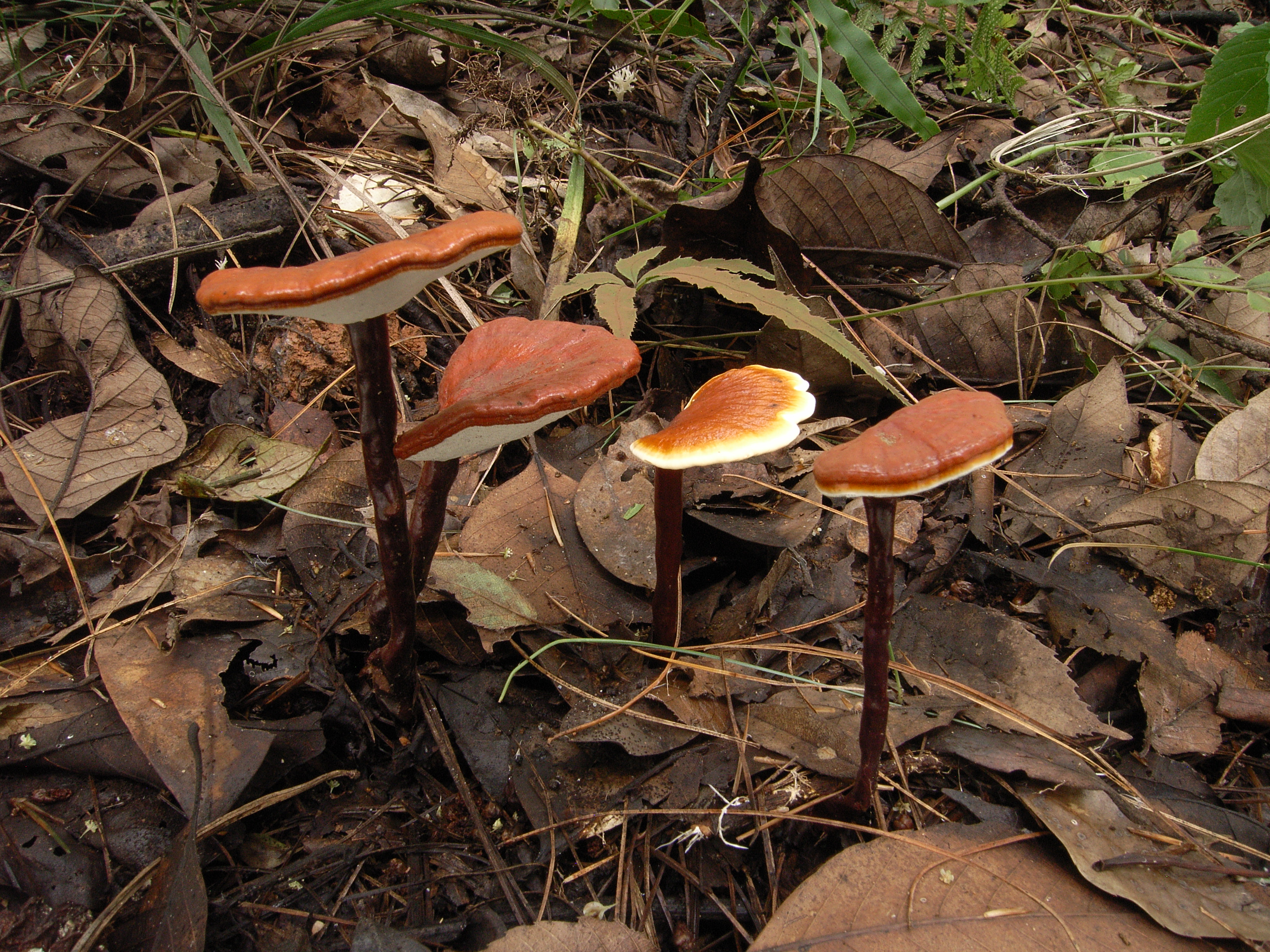 灵芝（药用）.JPG
