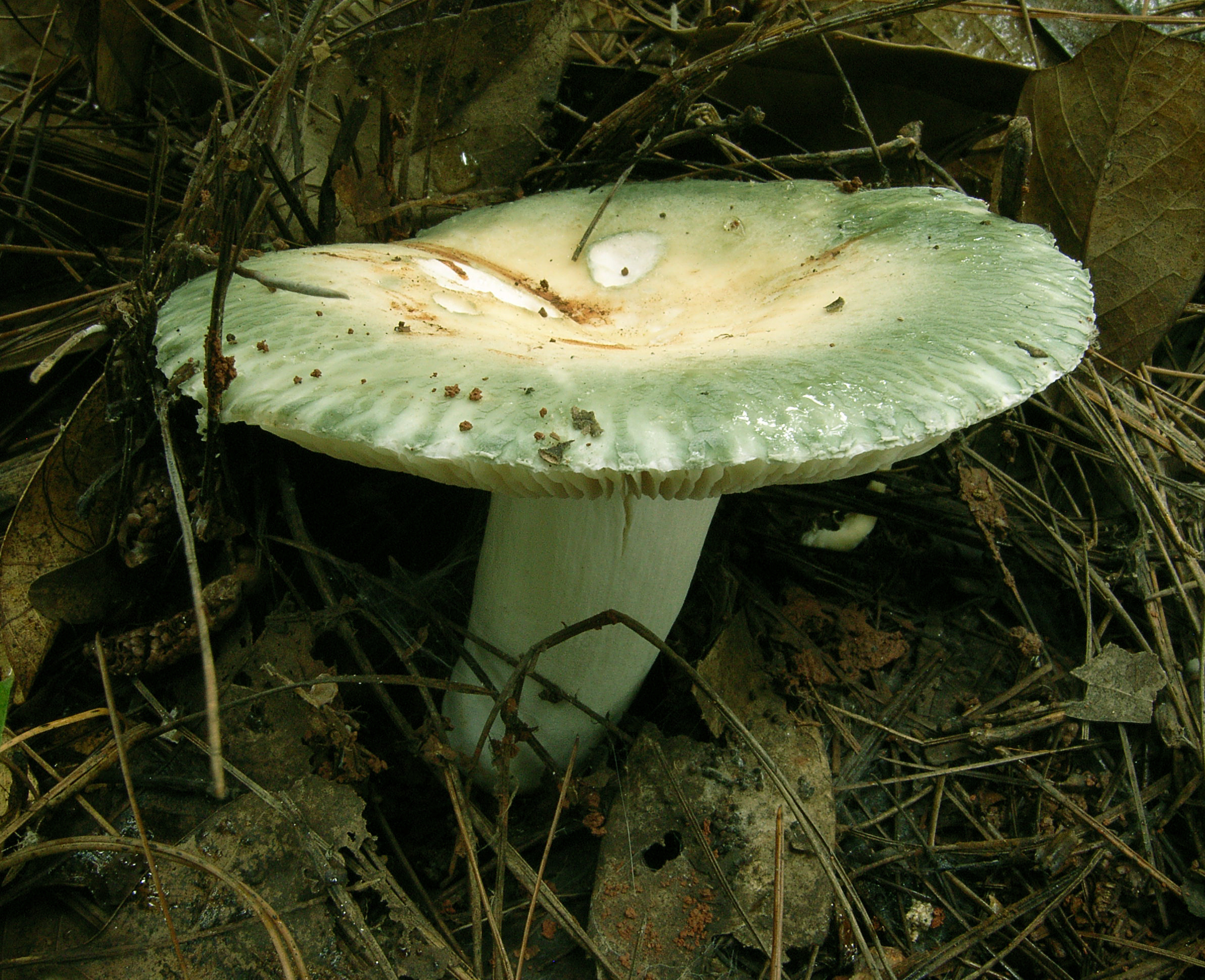 变绿红姑（青头菌，可食）.JPG