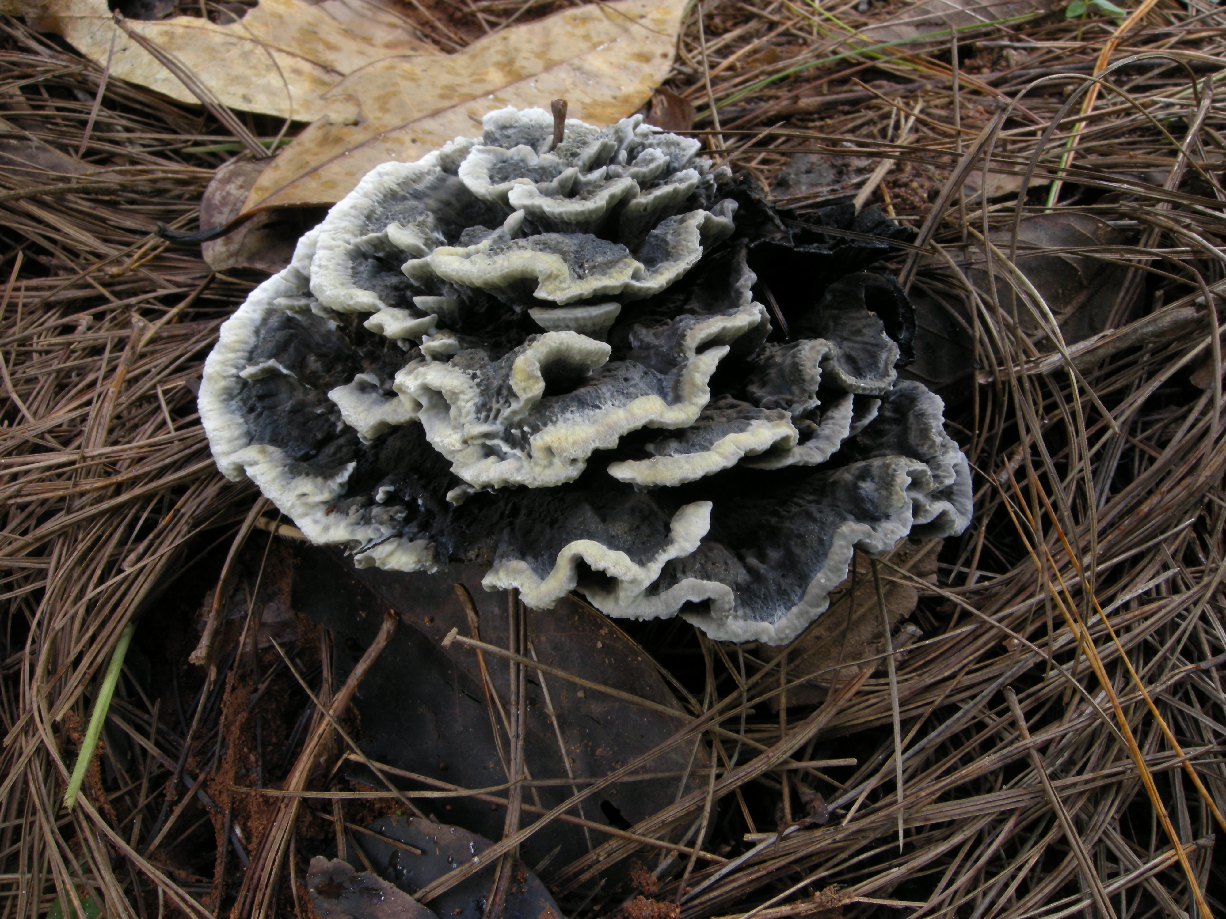 干巴菌（可食）.jpg