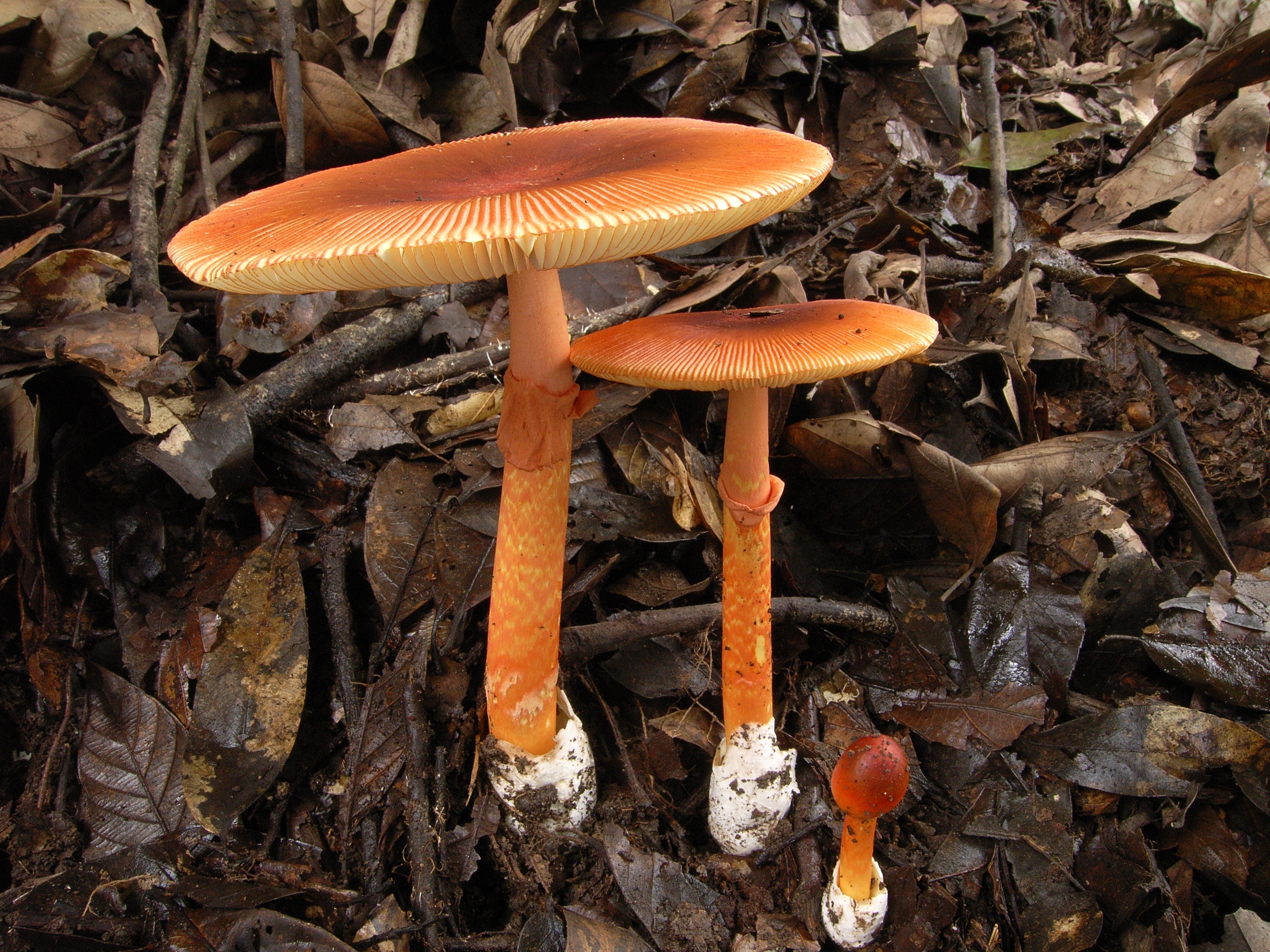 红缘鹅膏（可食）.JPG