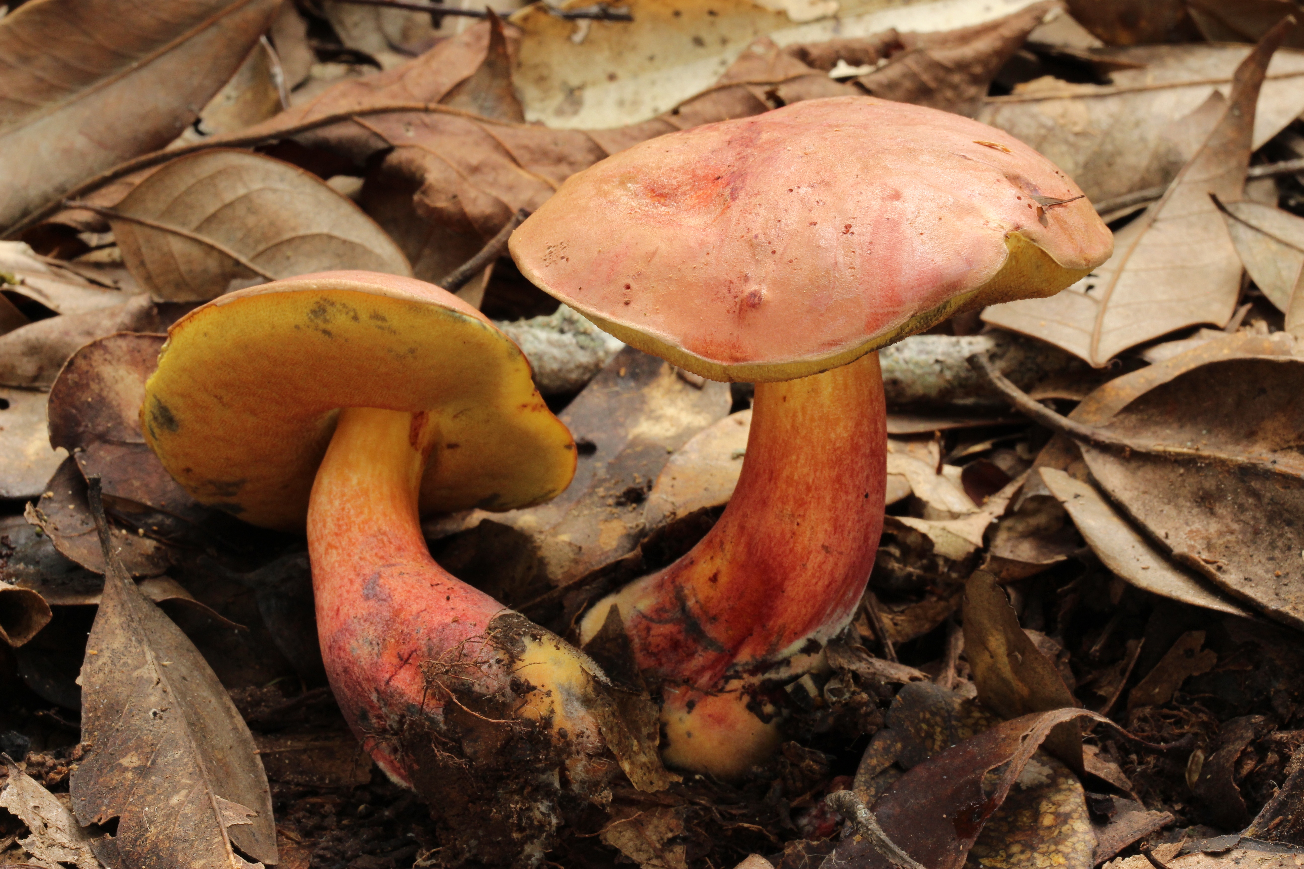 兰茂牛肝菌（见手青，可食）1.JPG