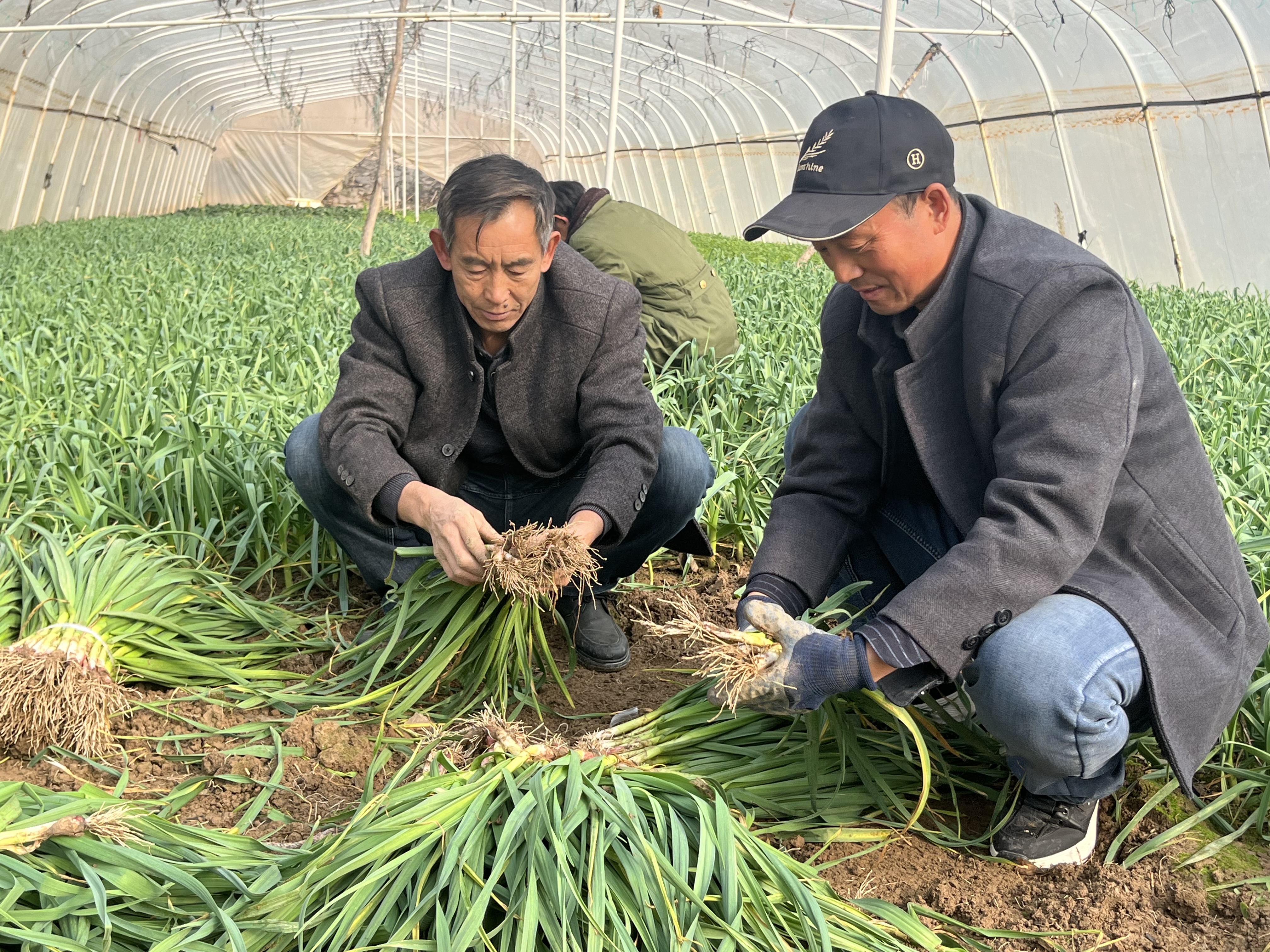 礼县肖良乡群众采收新鲜蒜苗.jpg