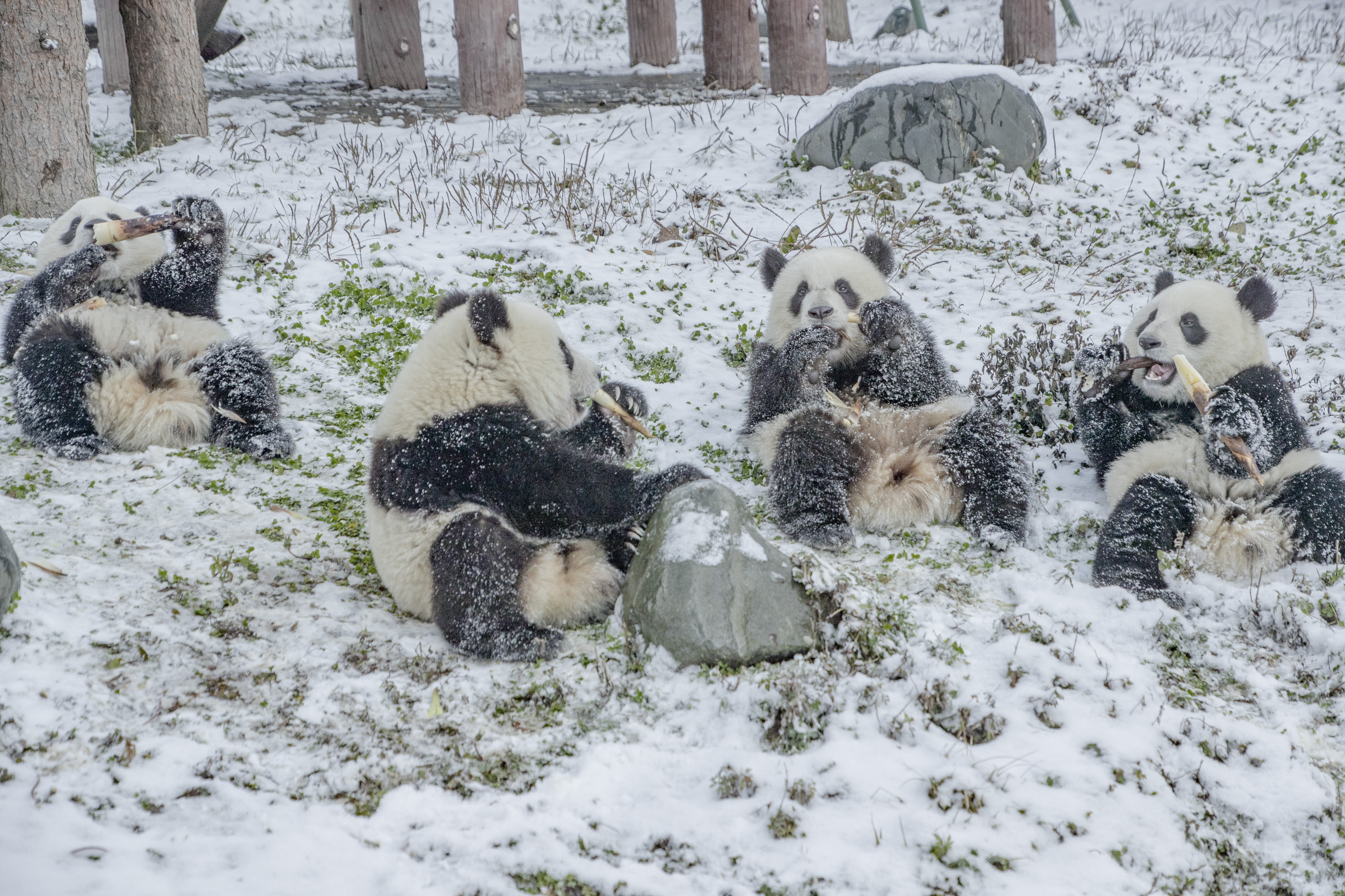 卧龙熊猫 (5).jpg