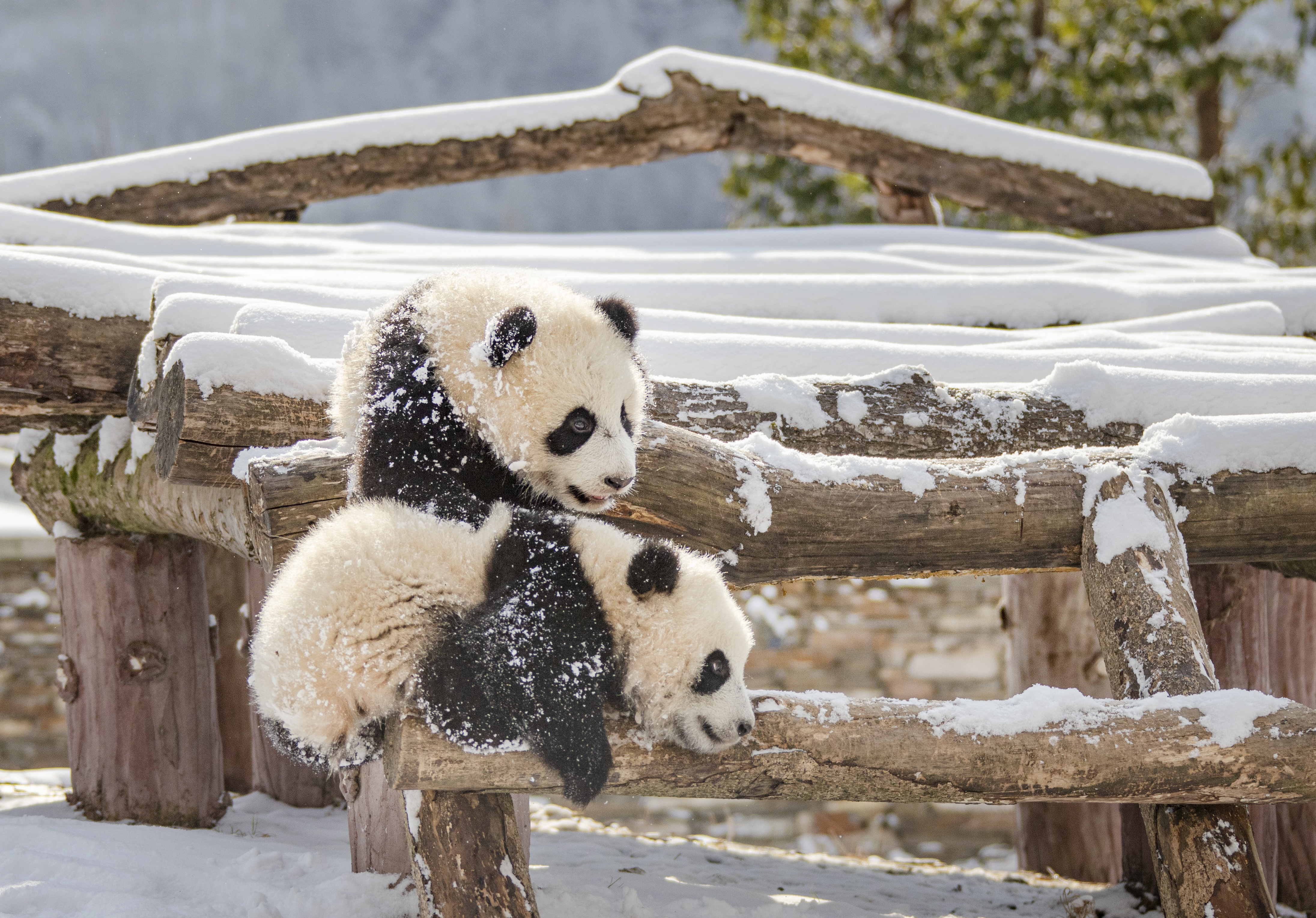 卧龙熊猫 (2).jpg