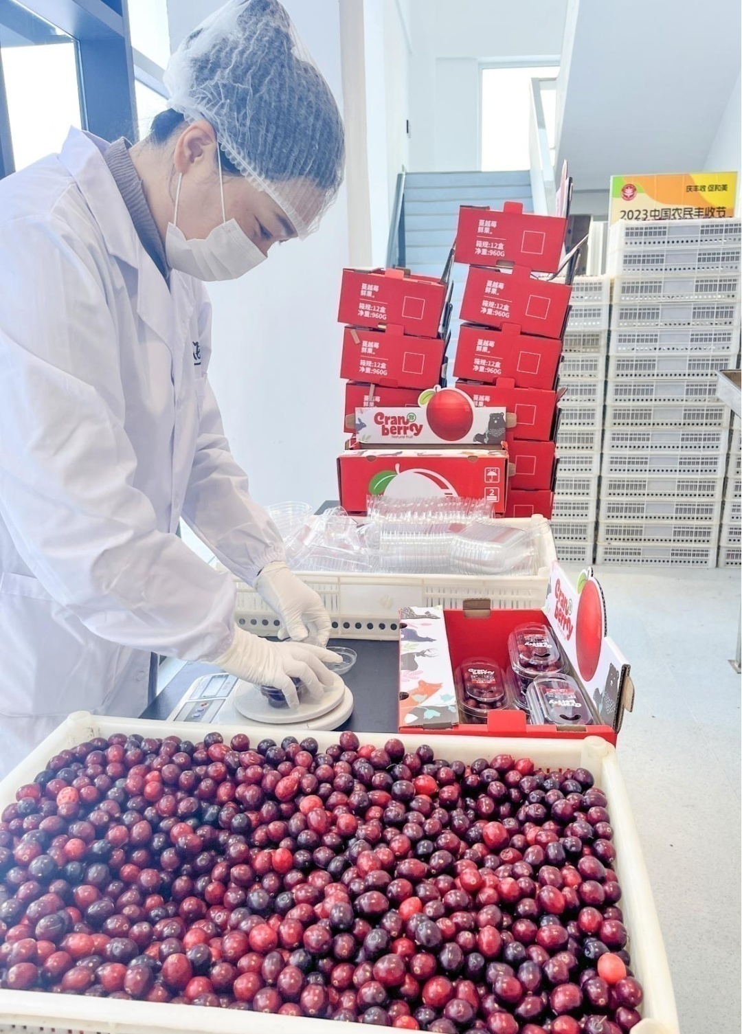 暖！黑龙江回赠广西10万盒蔓越莓，将免费发放