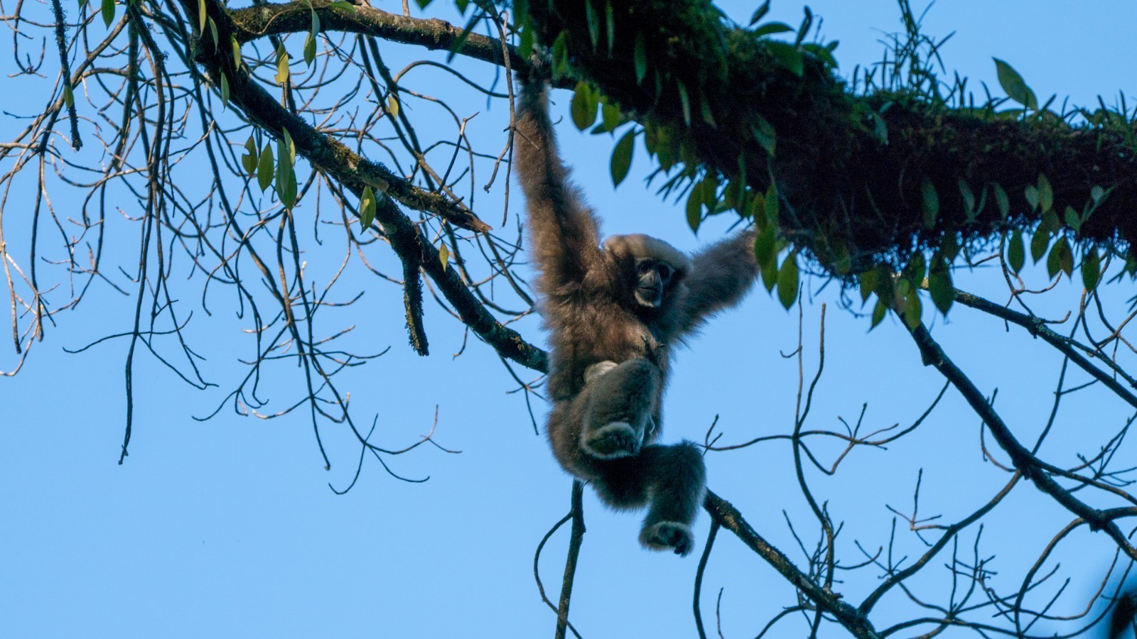 高黎贡白眉长臂猿。尹以祜摄 (2).jpg