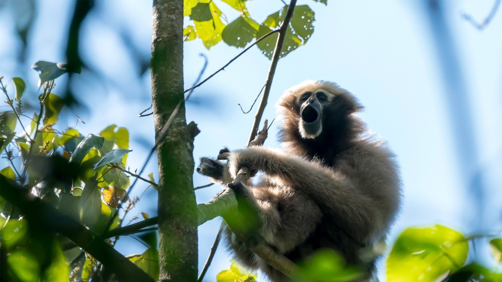 高黎贡白眉长臂猿。尹以祜摄 (1).jpg