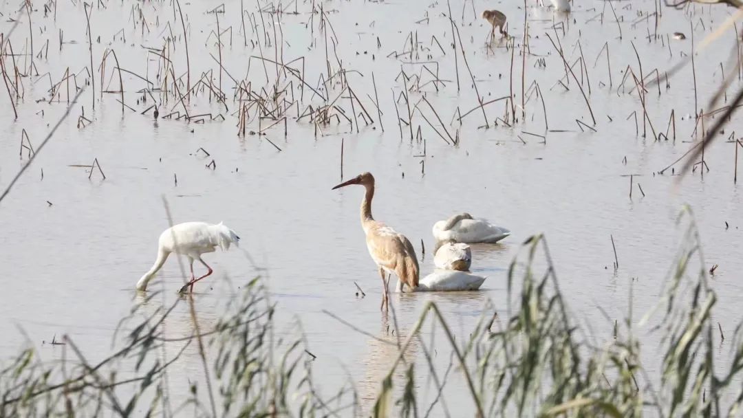 1705648997338142.jpeg 高铁18.jpeg