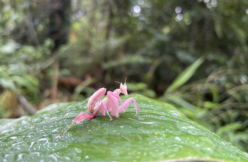 【1】图为在宁洱县黎明乡发现的兰花螳螂。方稷摄.jpg