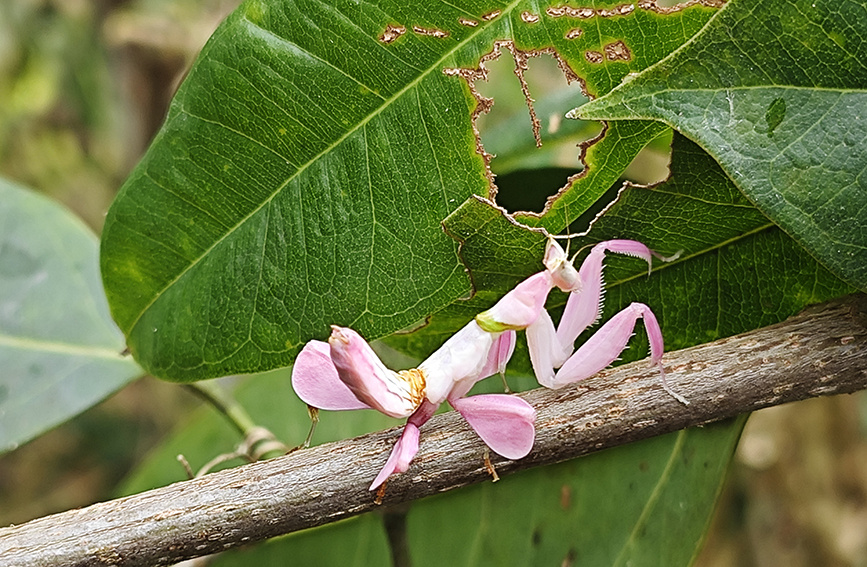 【9】图为在宁洱县黎明乡发现的兰花螳螂。张兴科摄.jpg