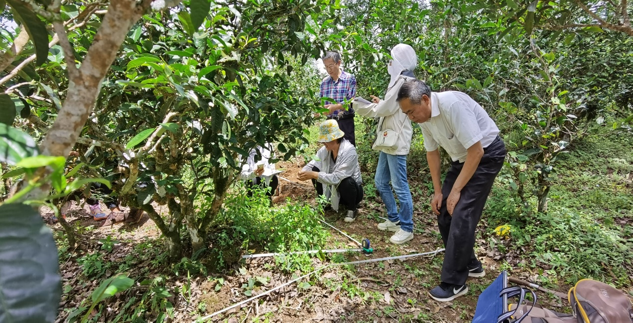 1709181288205880.png 2022年8月联盟古茶树团队复查景迈山古茶林样方.png
