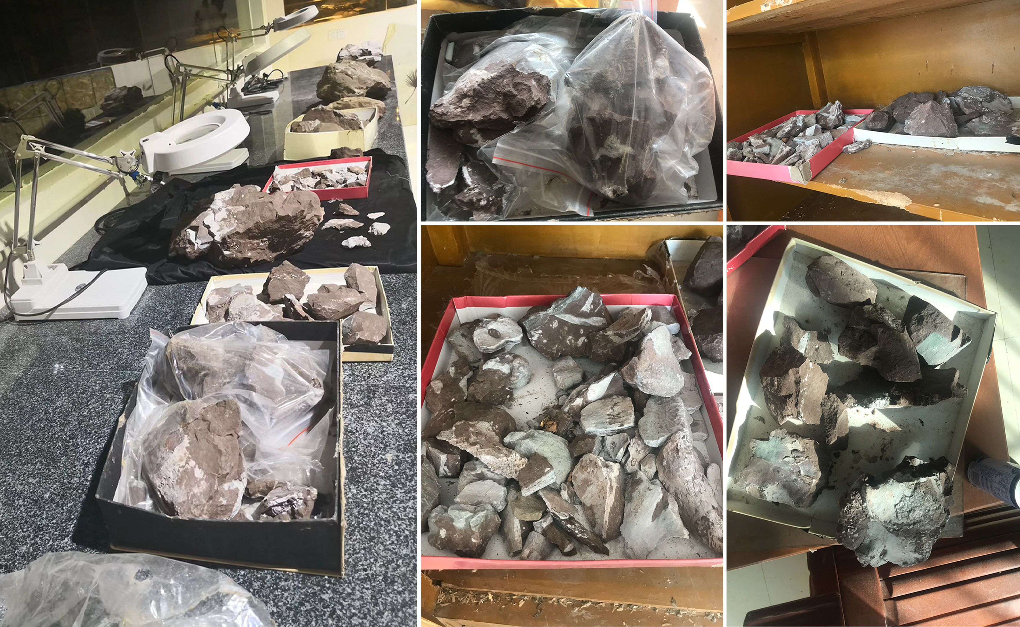 图2 达泰龙化石标本破碎不堪的原始状态.JPG