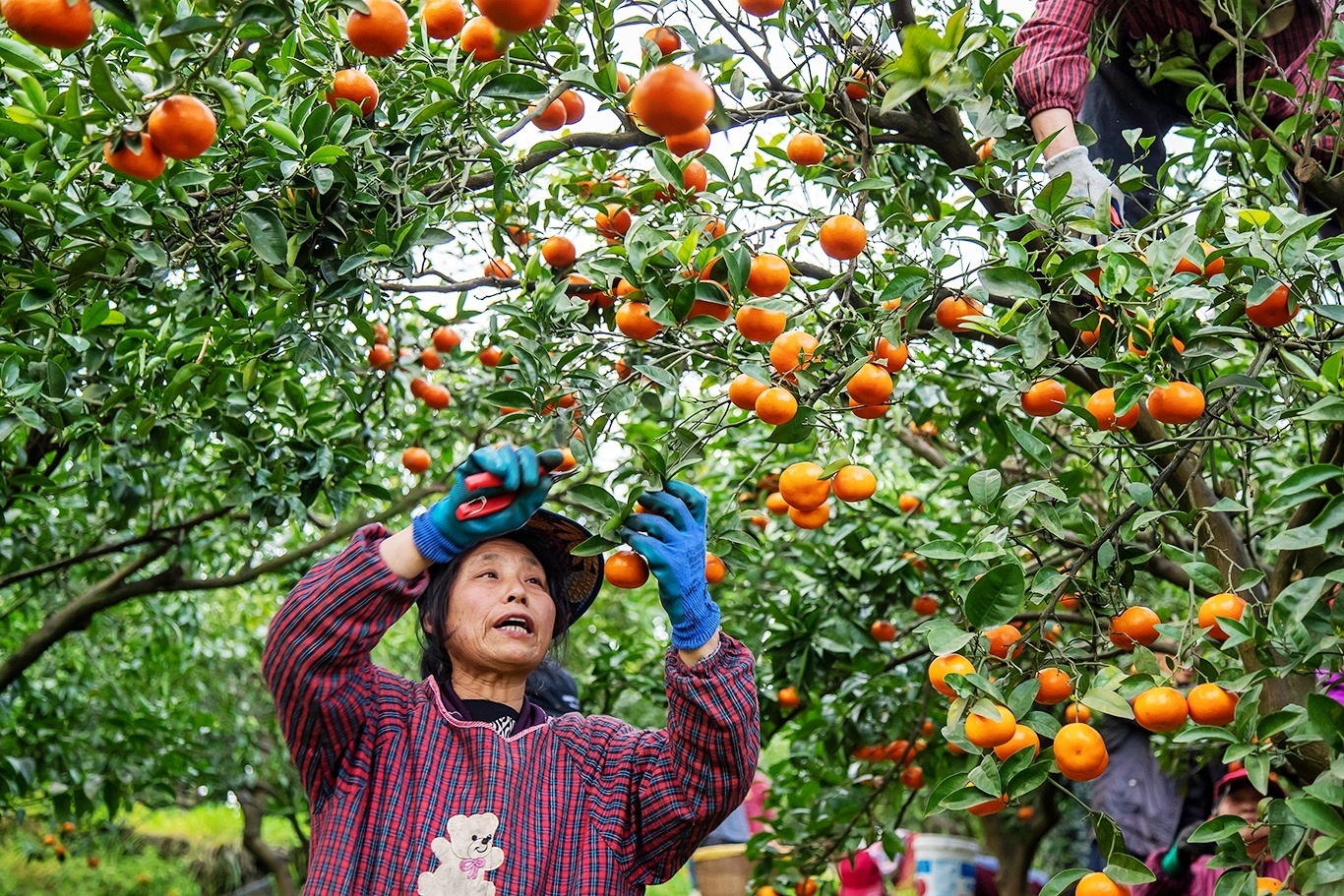 采摘柑橘 余鸿 摄_MGL9870.jpg
