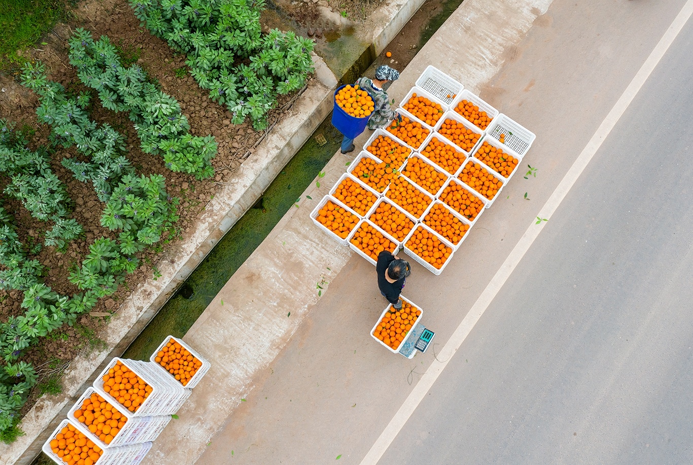 倒入框内等待上车 余鸿 摄DJI_0118.jpg