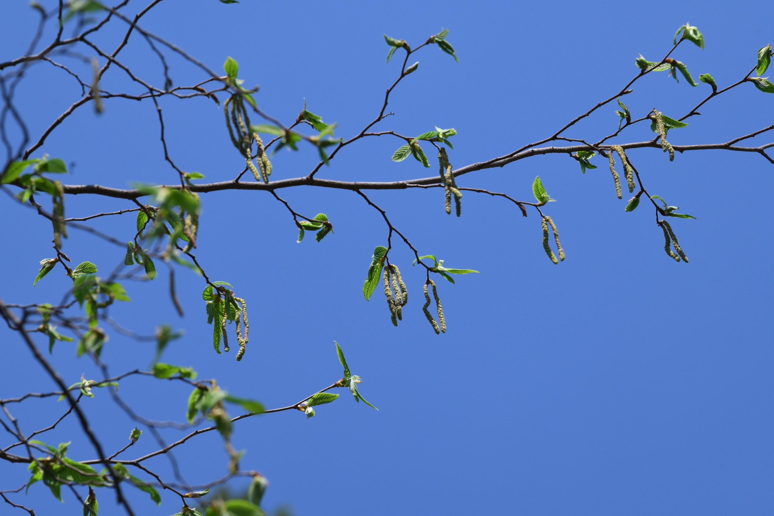 DSC_3126.jpg