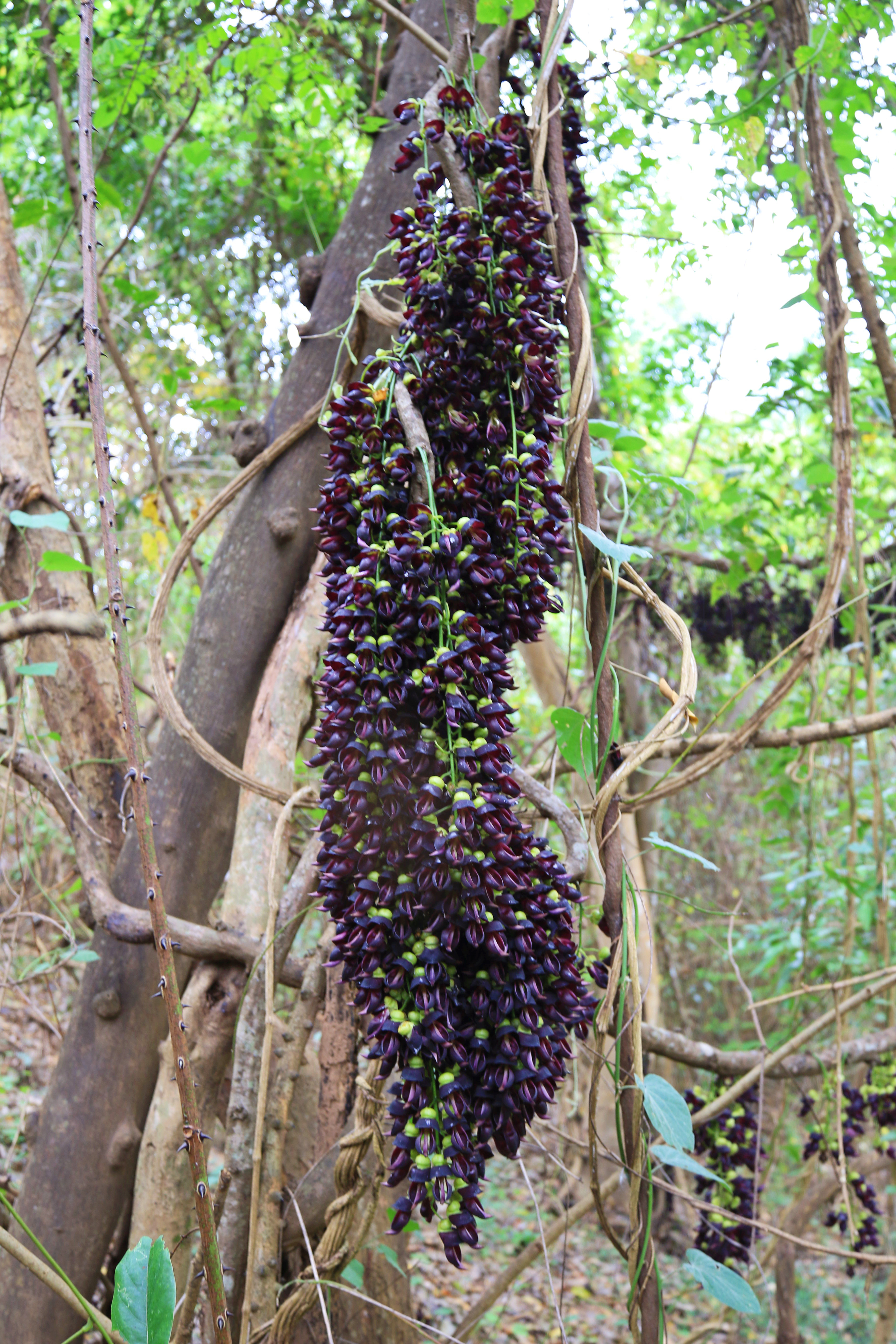 常春油麻藤。（3月24日） 郁云江摄1.jpg
