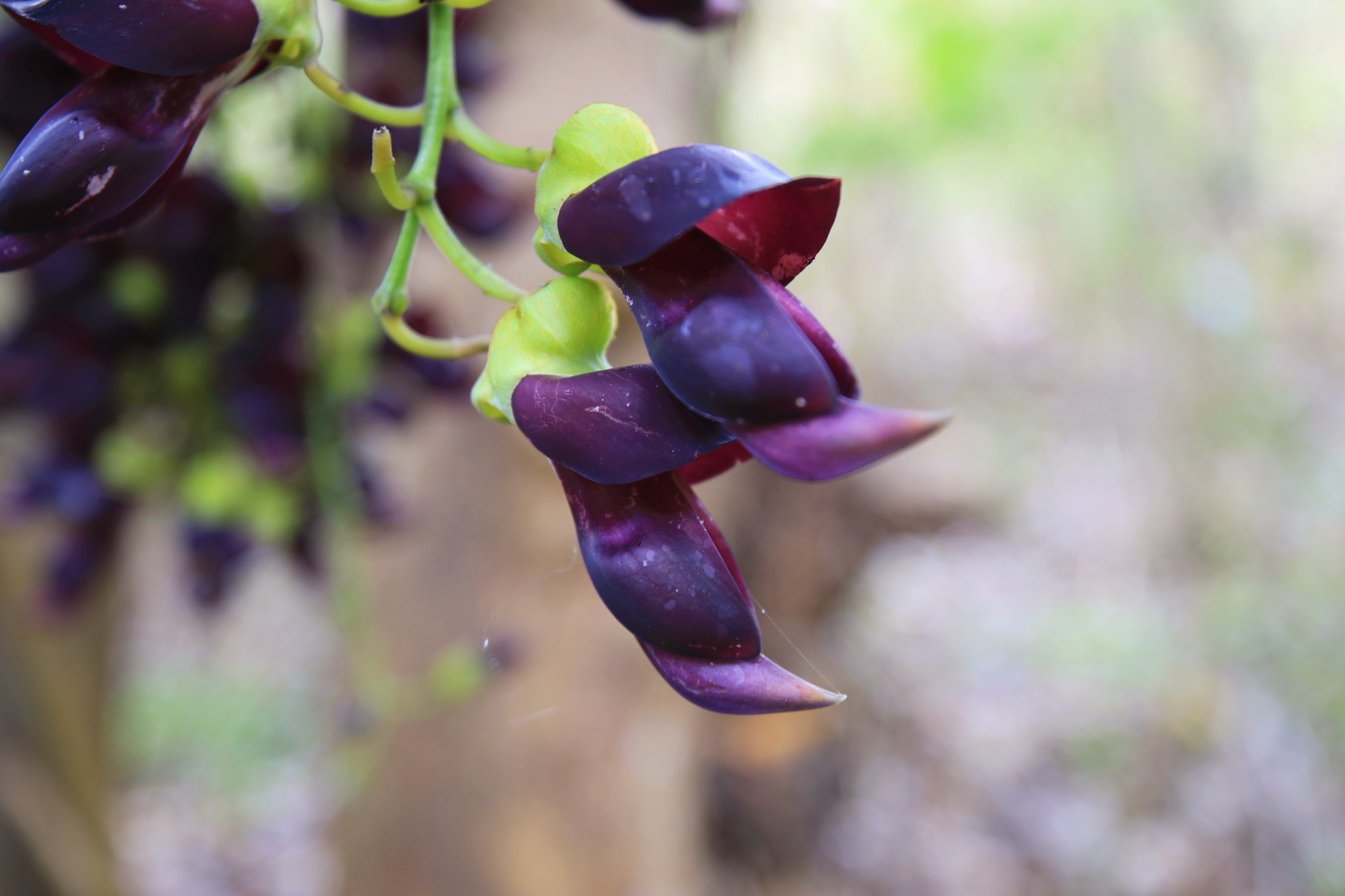 常春油麻藤。（3月24日） 郁云江摄5.jpg