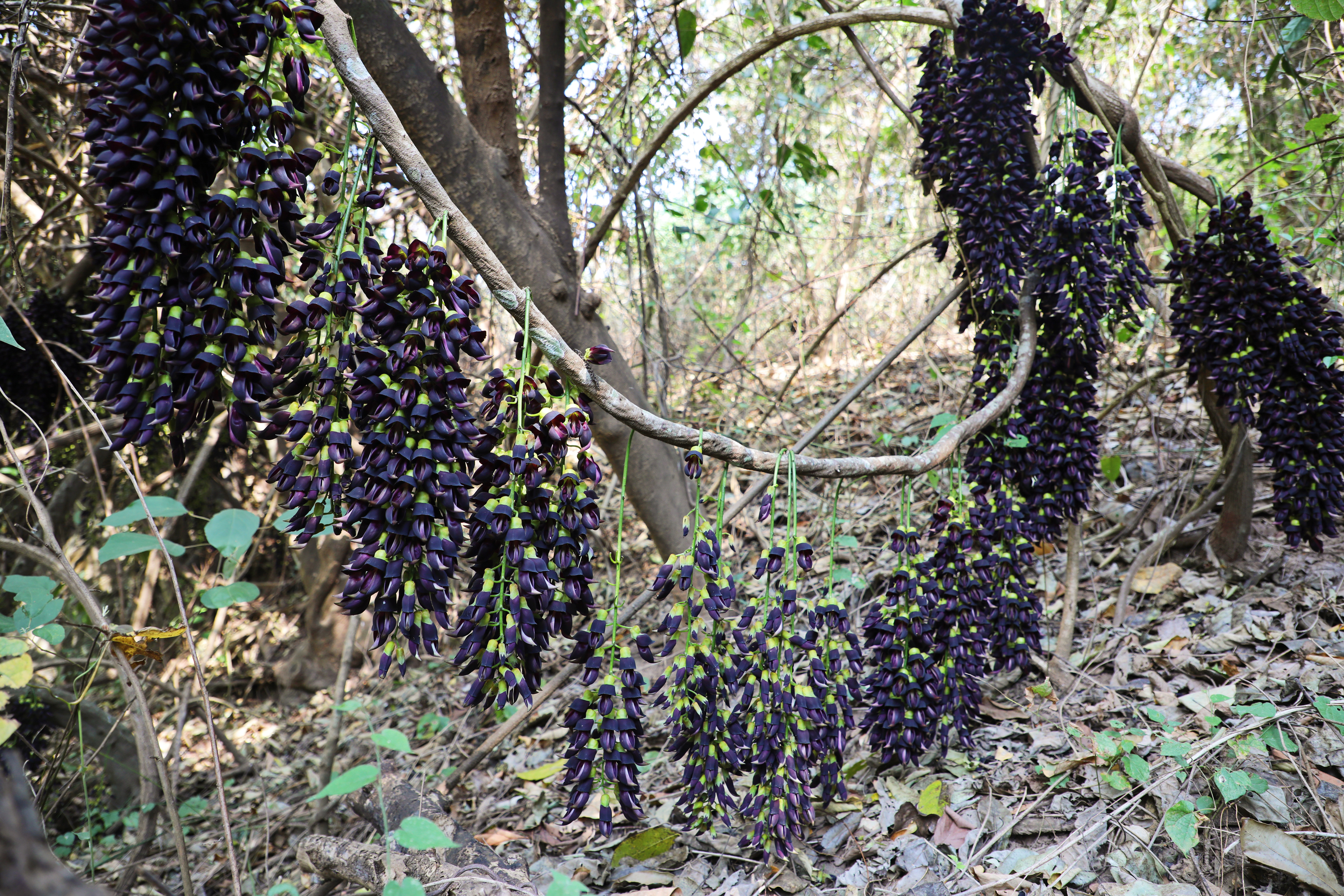 常春油麻藤。（3月24日） 李飞摄 0 拷贝.jpg