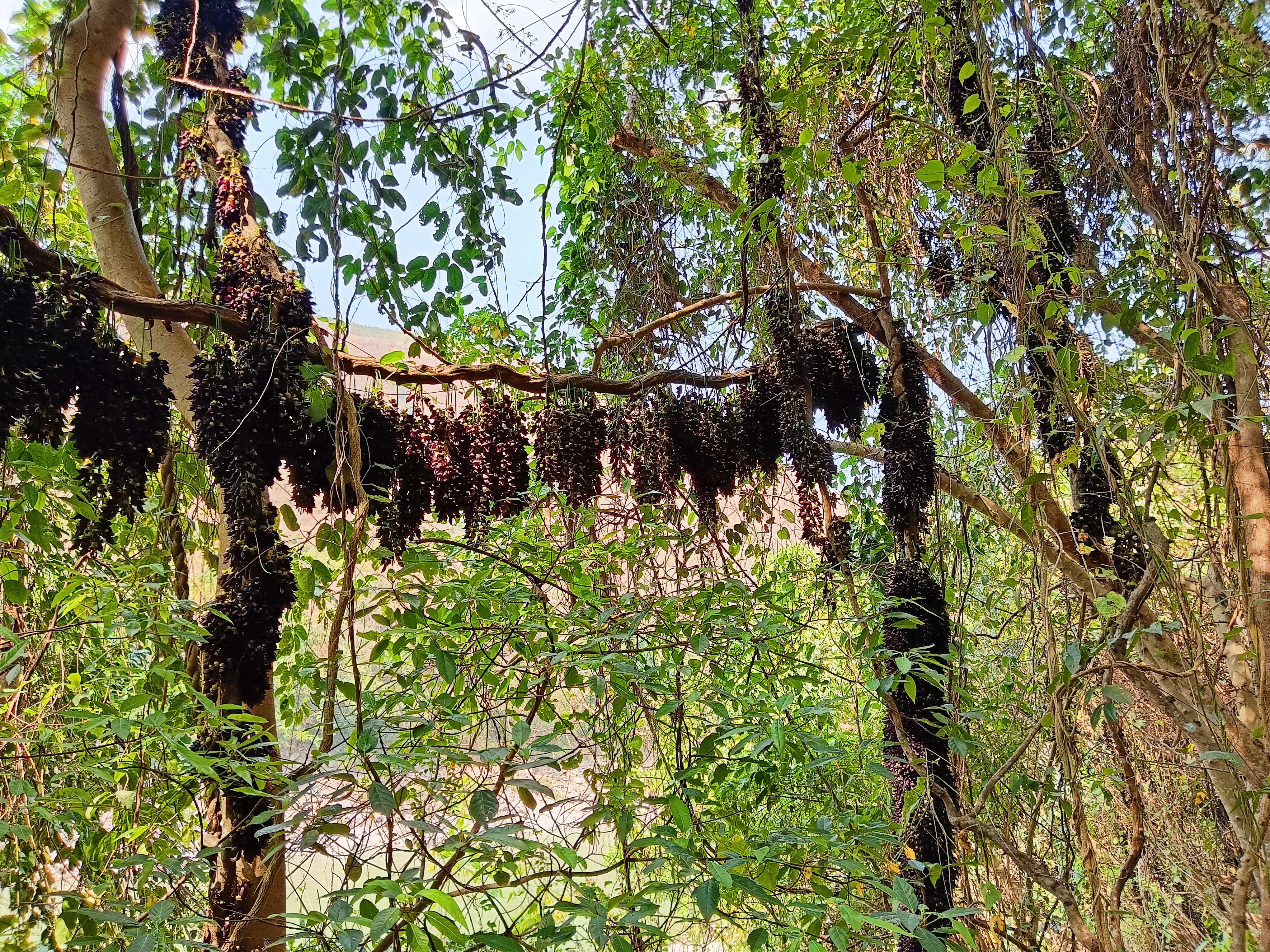 常春油麻藤。（3月24日） 何恩平摄.jpg