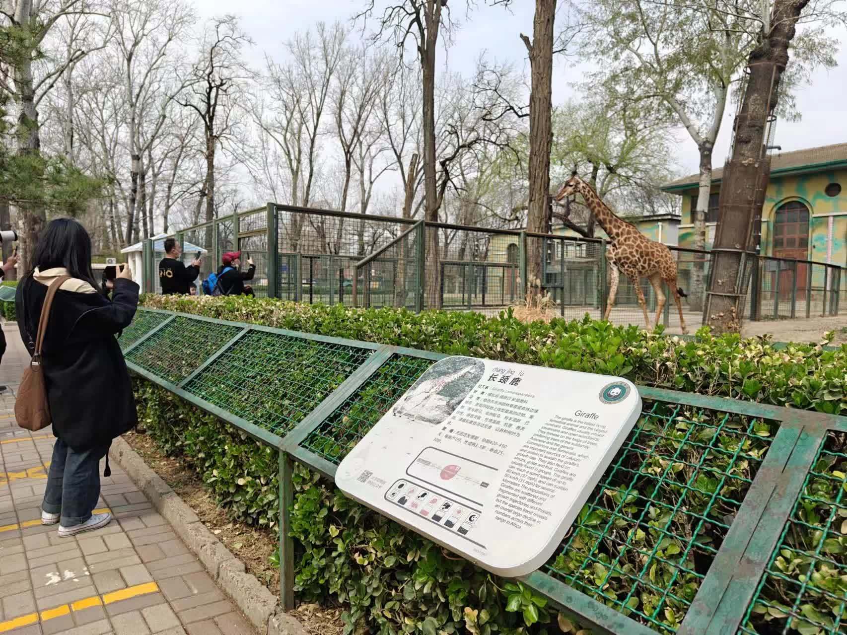 北京动物园规范主播直播大熊猫站最外边不许带货