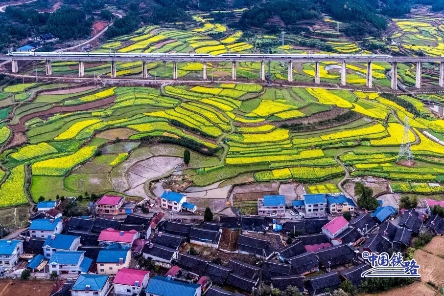 动车组与花田、青山、村落相映成景。梁雅白 摄