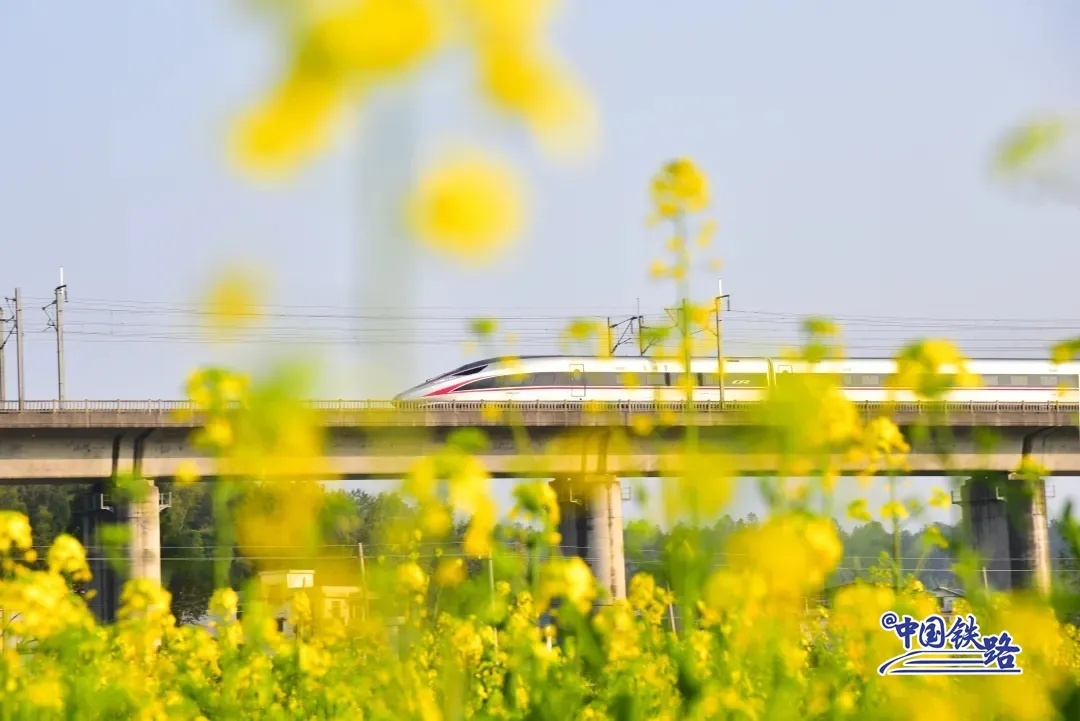 京广高铁上的动车组从南岳山前的油菜花田驶过。谢建强 摄