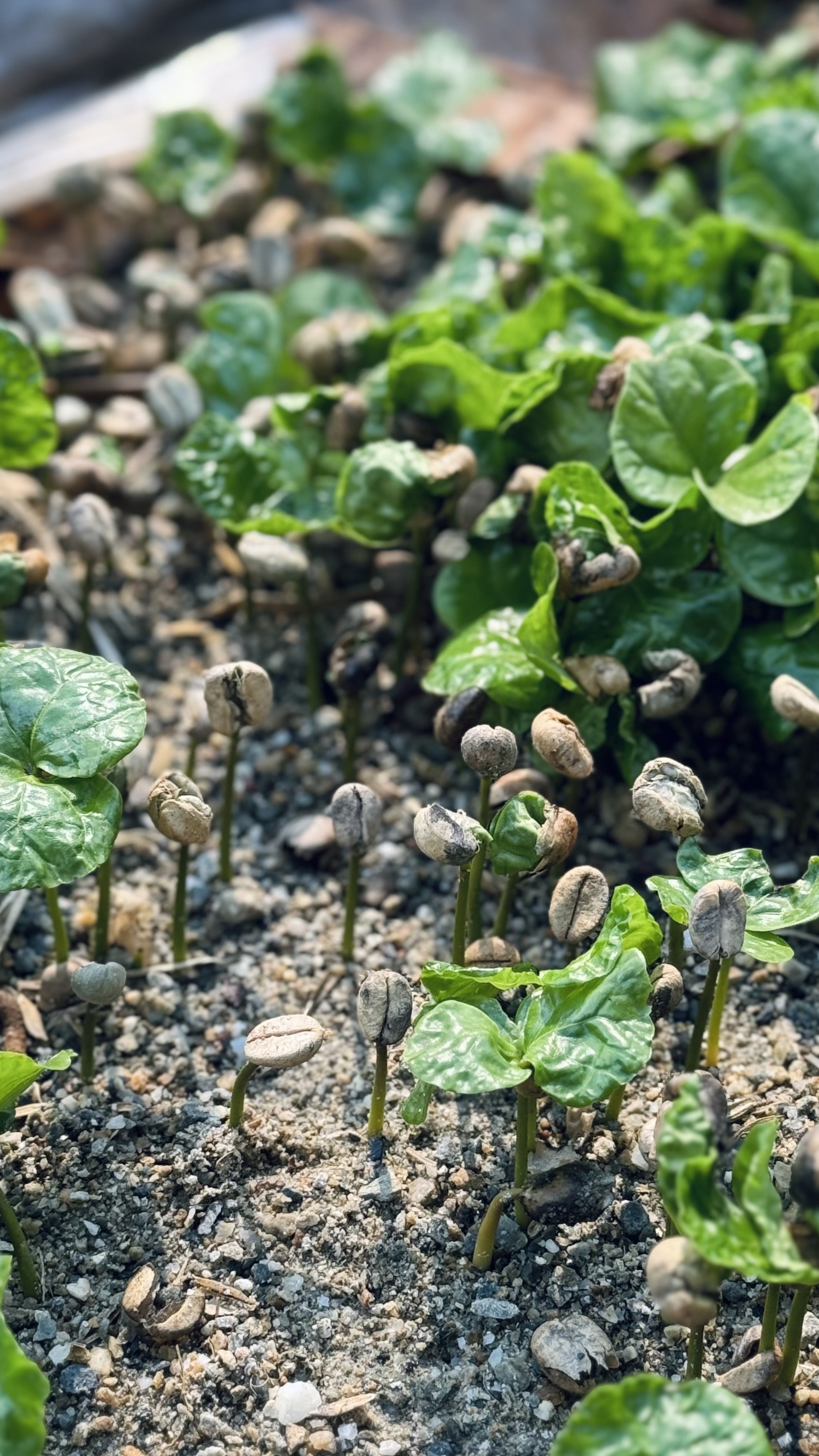 图3：精品咖啡苗 。张静茹 摄）.jpg?x-oss-process=style/w10