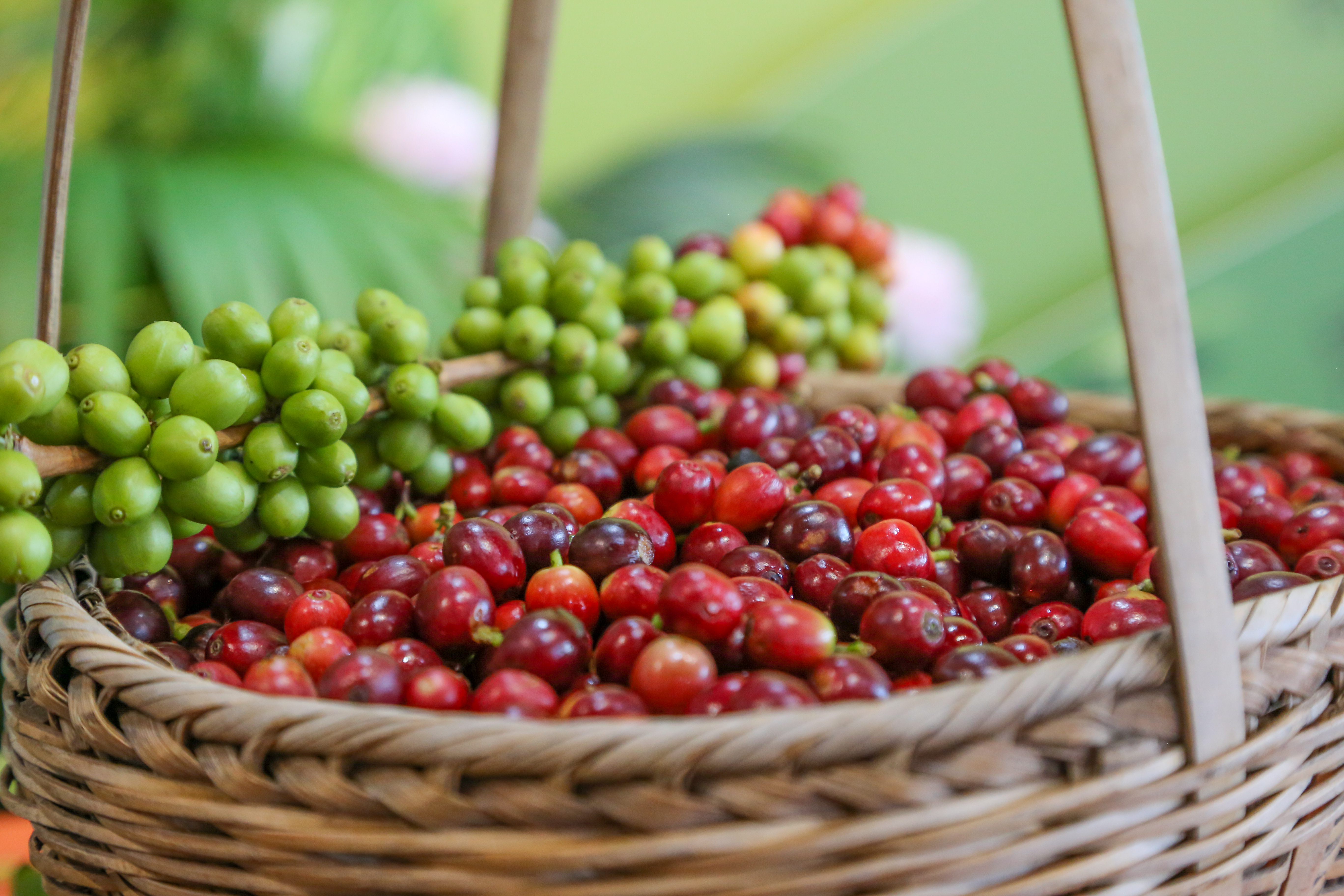 图5：经过挑选出来的咖啡精品豆。人民网记者虎遵会摄 (2).JPG