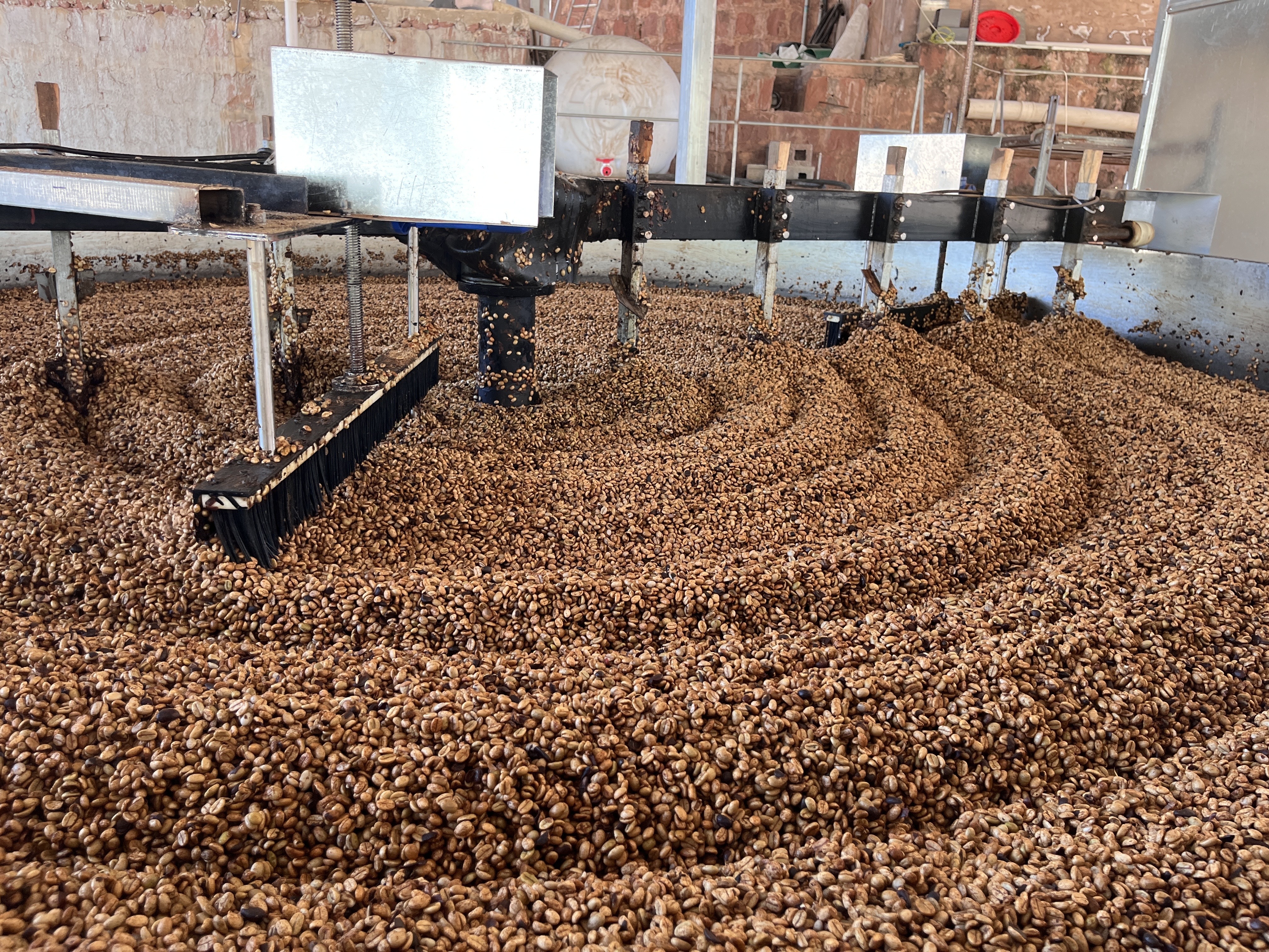 图5：去皮后的咖啡生豆。陈泽鑫摄.jpg?x-oss-process=style/w10