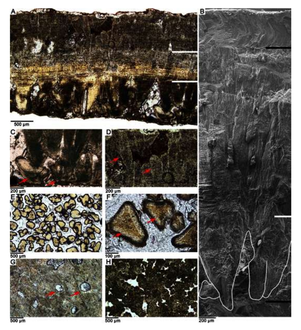 山东莱阳发现恐龙蛋新蛋种，命名为“变形蛋”