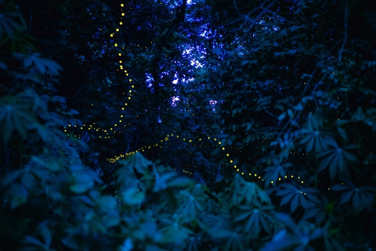 萤火虫林间起舞梦幻如星河  张娇娇摄 (5) 大.jpeg