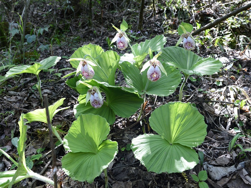 1715150243498552.jpg 扇脉杓兰(3).jpg