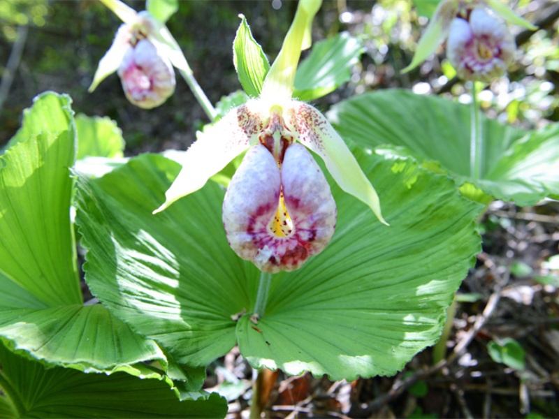 1715150251572904.jpg 扇脉杓兰(1).jpg