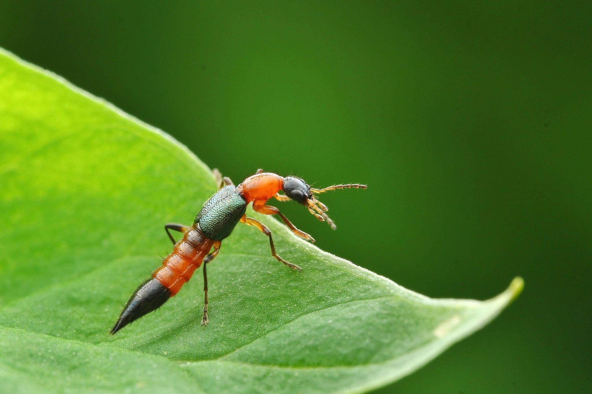 会飞的硫酸？警惕这种毒虫，已进入活跃期！