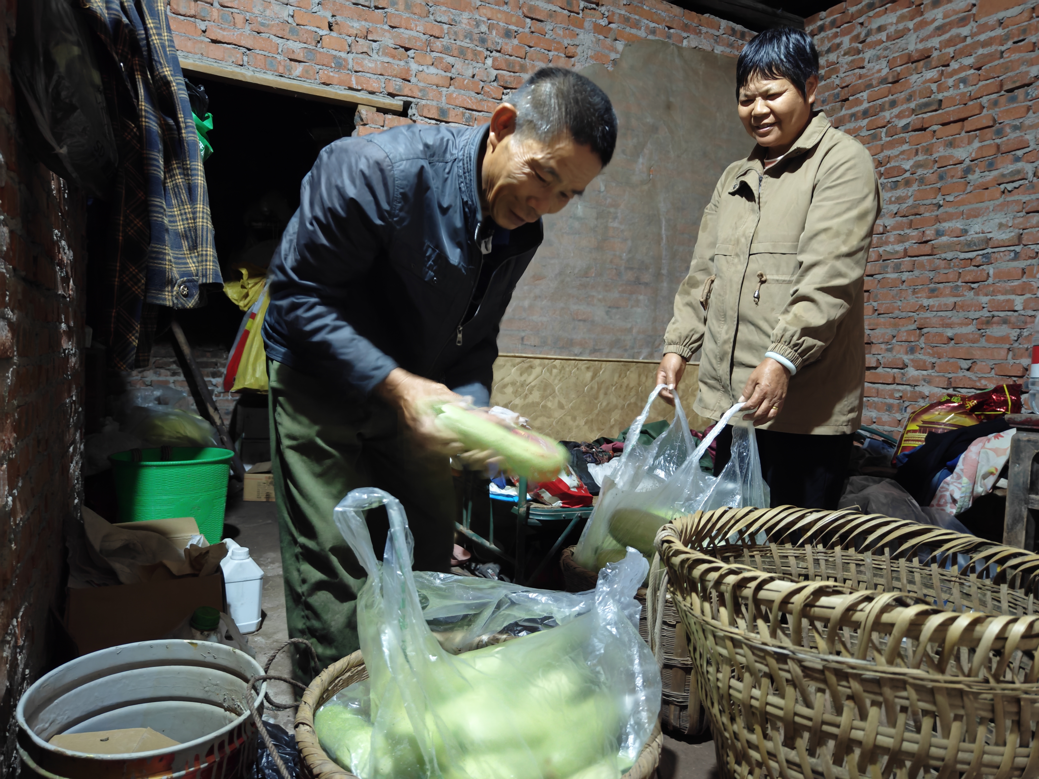 清晨5点，老罗夫妇装南瓜 (2).jpg