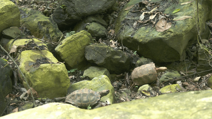 憨态可掬！巡边民警捡到4只国家一级保护动物