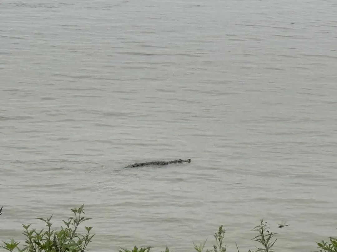 武汉江边惊现鳄鱼,从何而来?