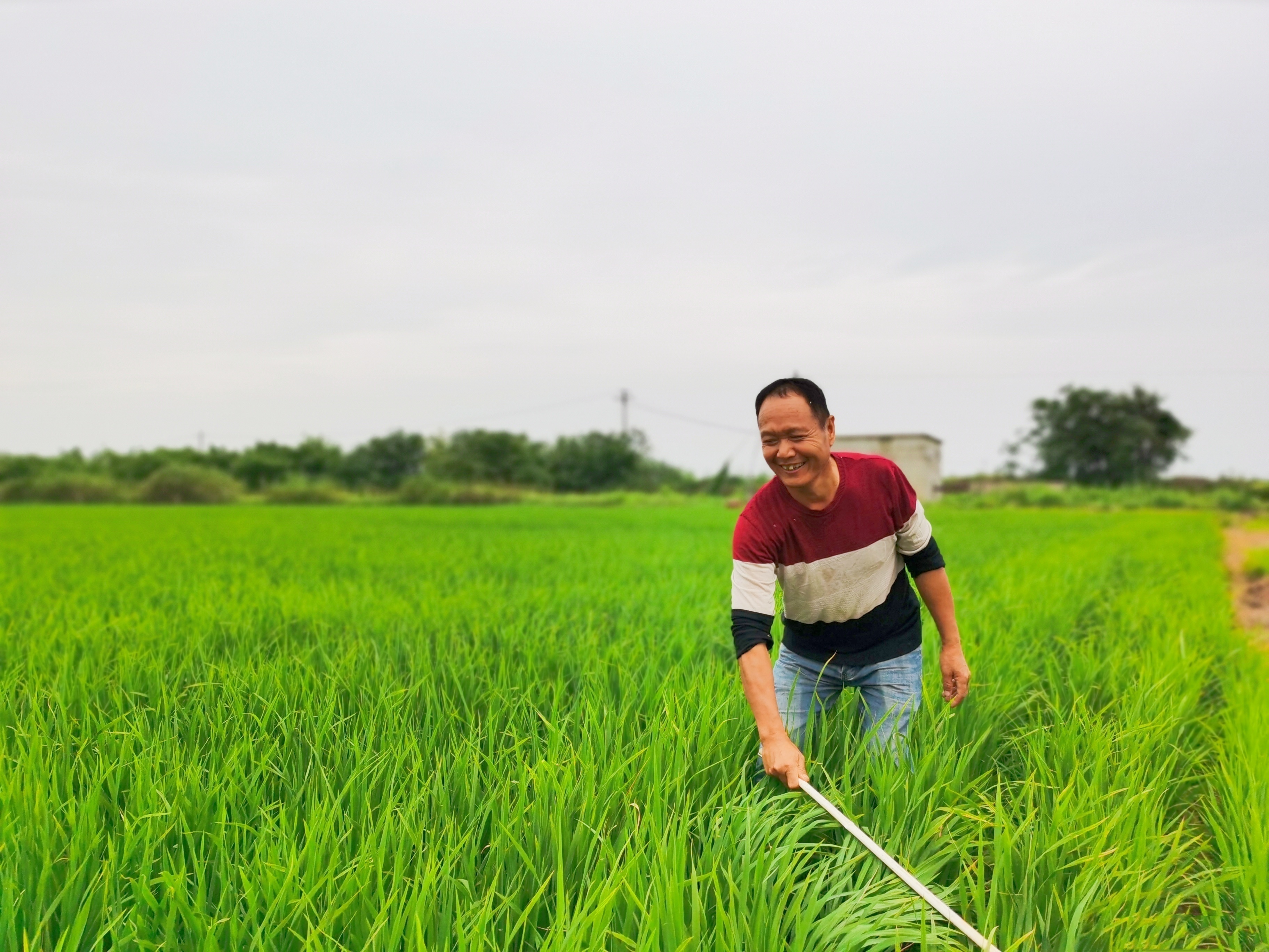 1718010445854846.jpg 种植大户谌火根在田间查看虫害情况(本报记者 王丹 摄).jpg