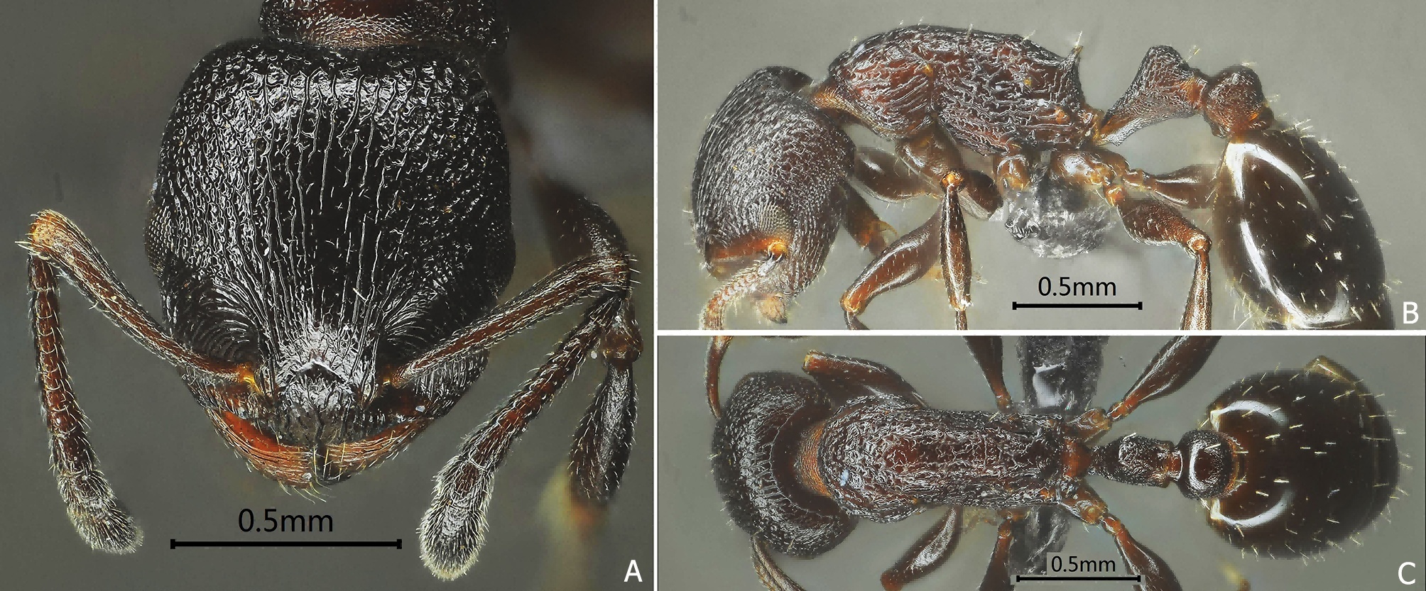 冬至Fig.17 Temnothorax dongzhi sp. nov.png