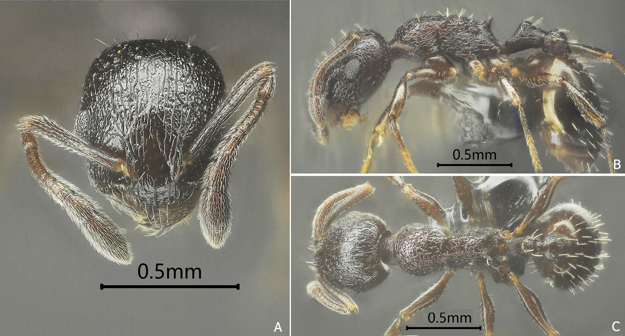 大寒Fig.10 Temnothorax dahan sp. nov.png