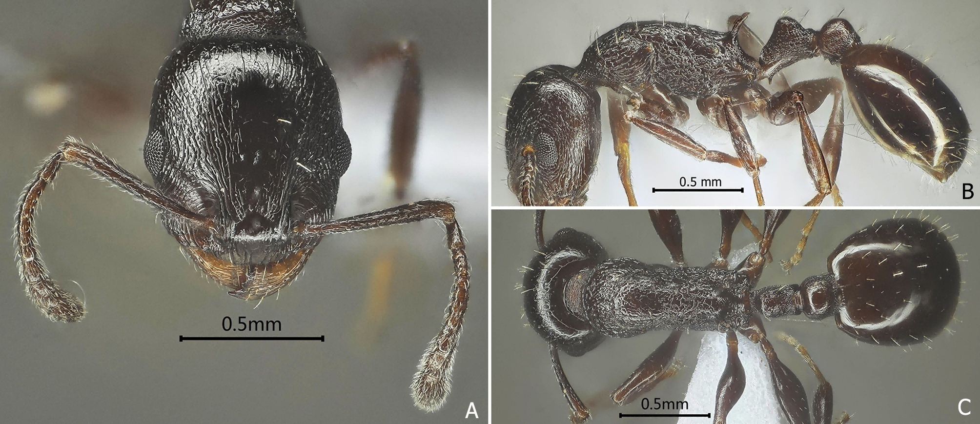 大雪Fig.13 Temnothorax daxue sp. nov.png