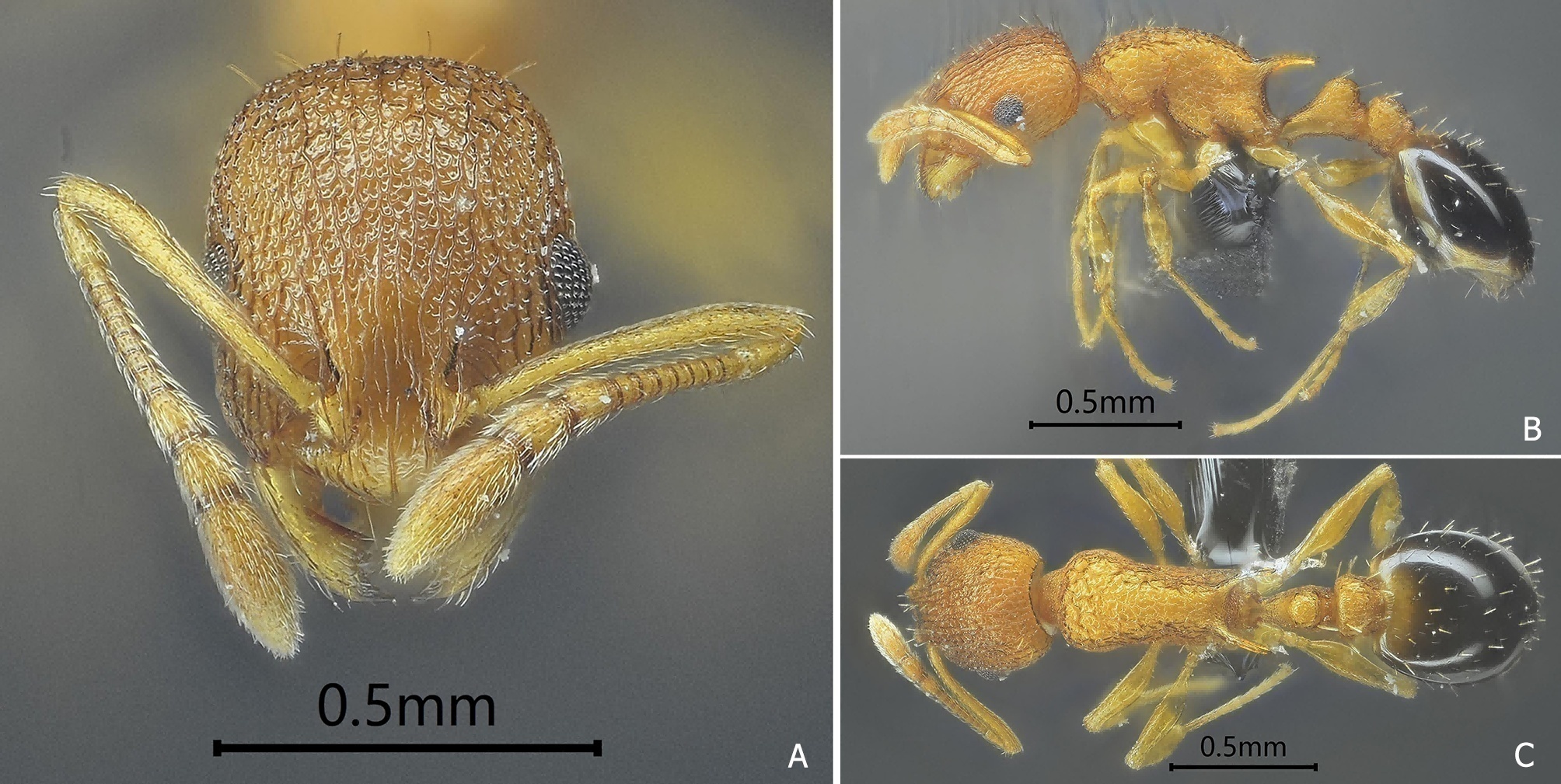 寒露Fig.21 Temnothorax hanlu sp. nov.png